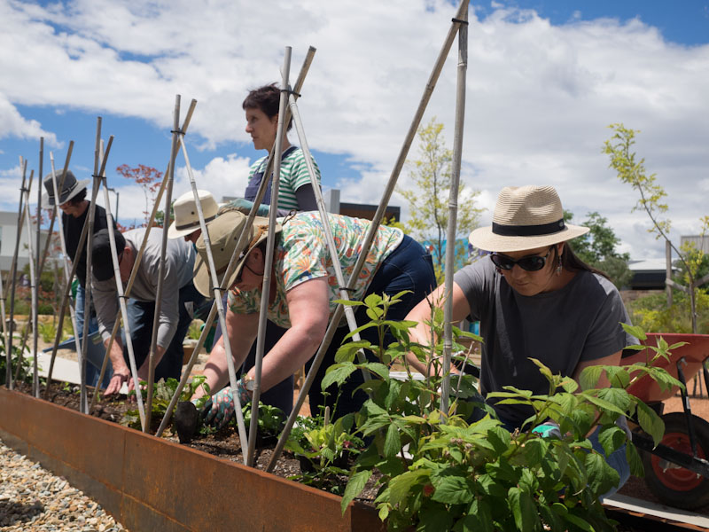 People planting food in garden