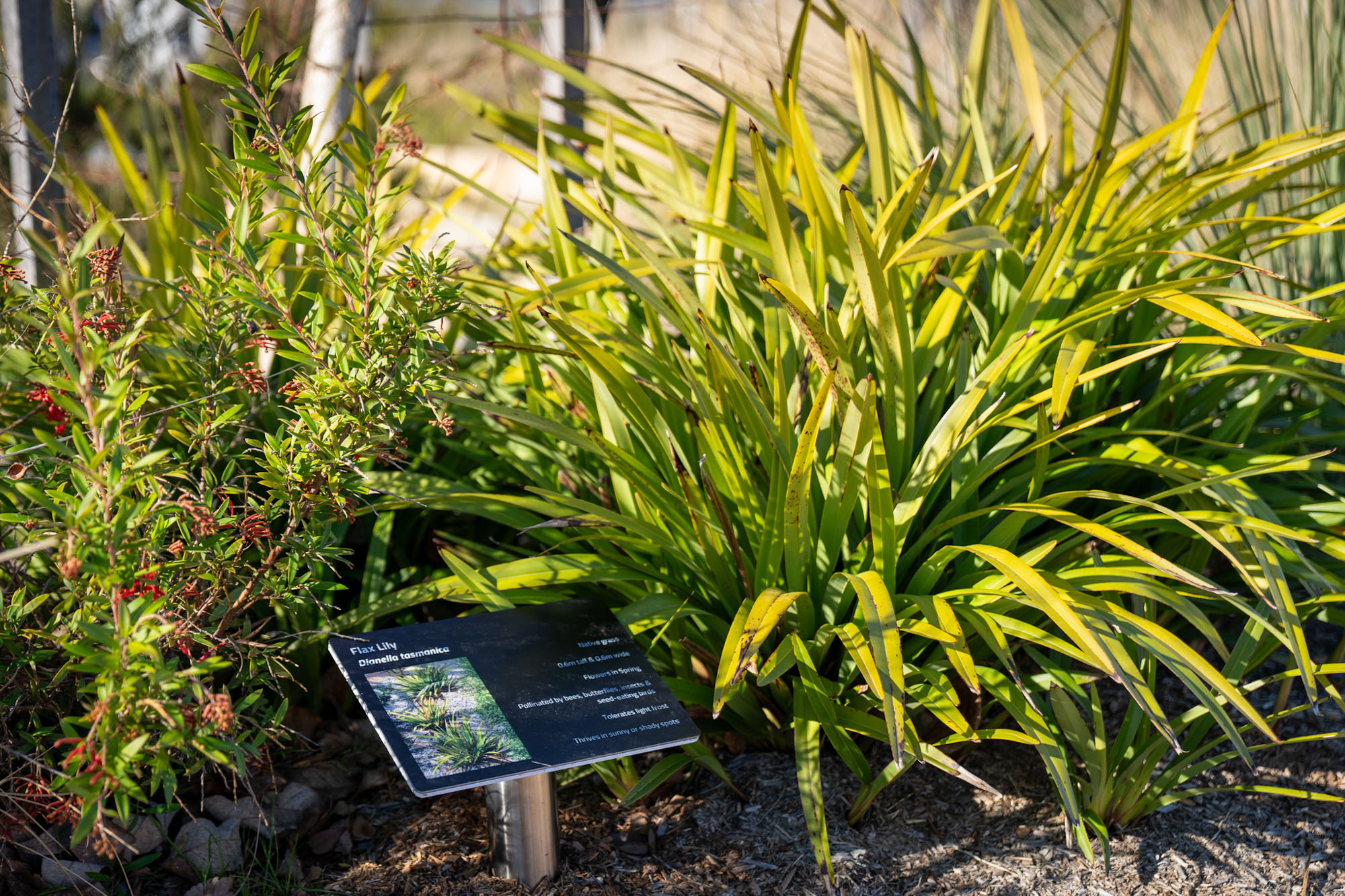 Climate wise garden plant at Whitlam