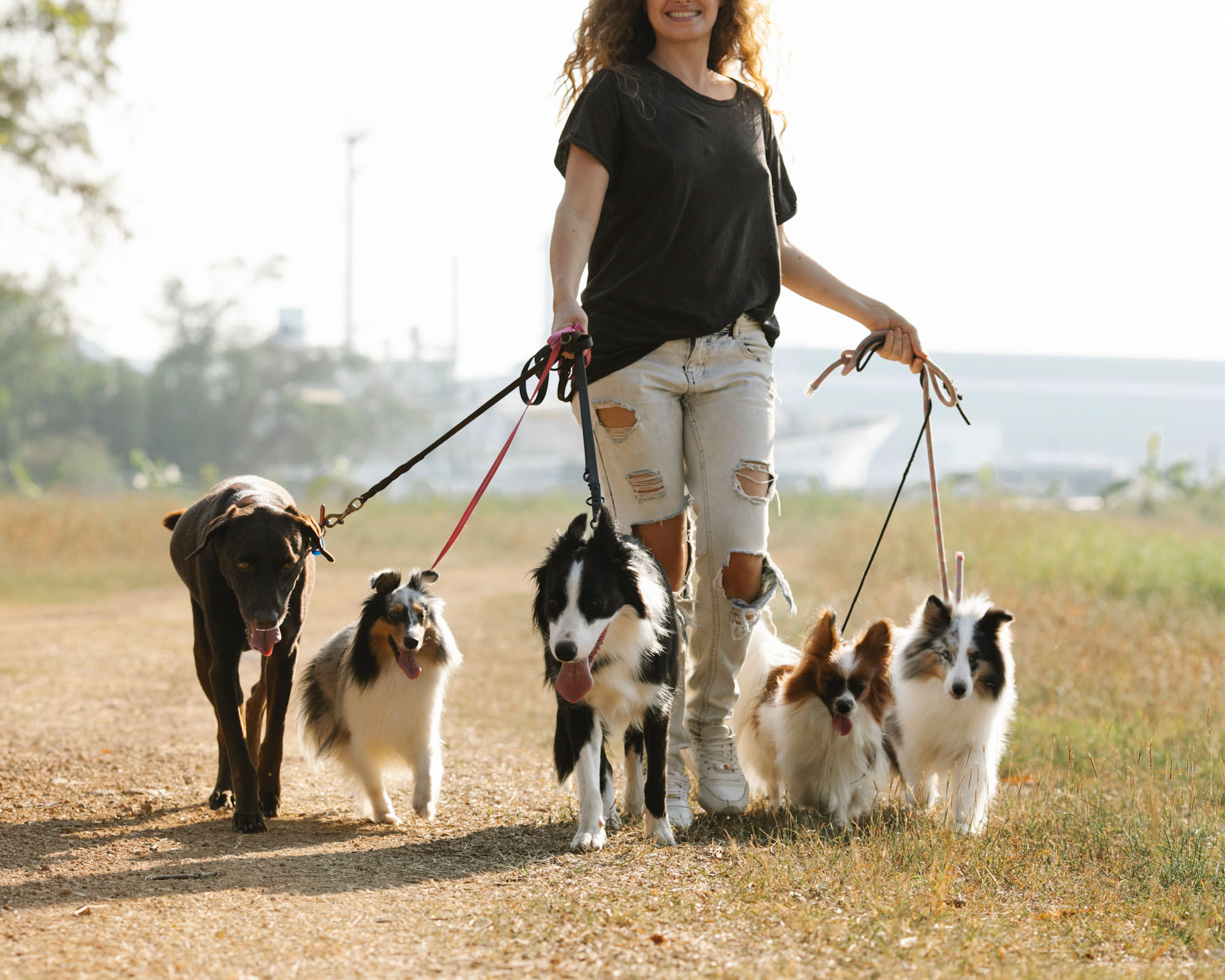 Woman walking dogs