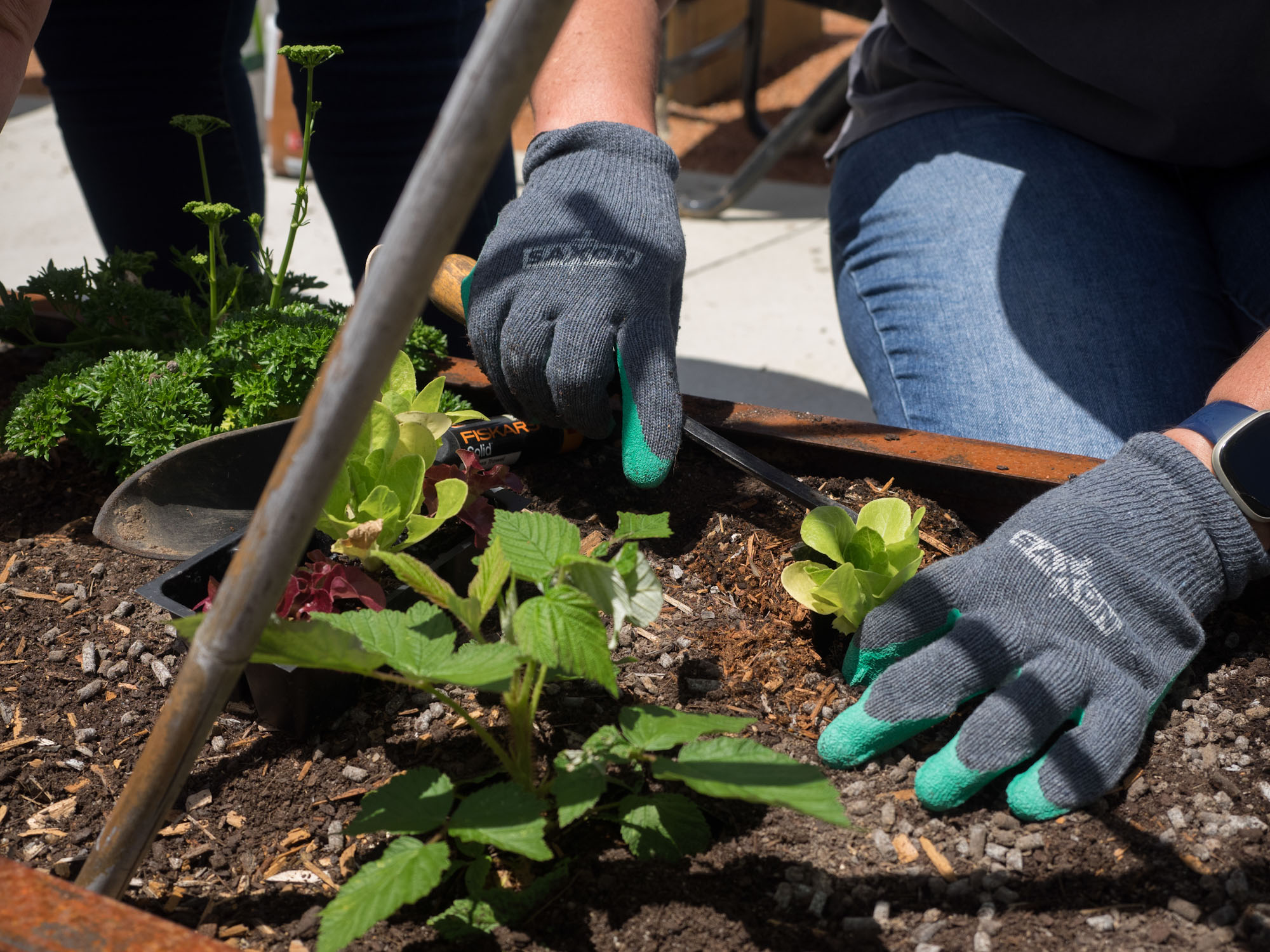 Planting food in garden