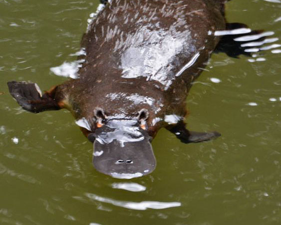 Platypus swimming in river