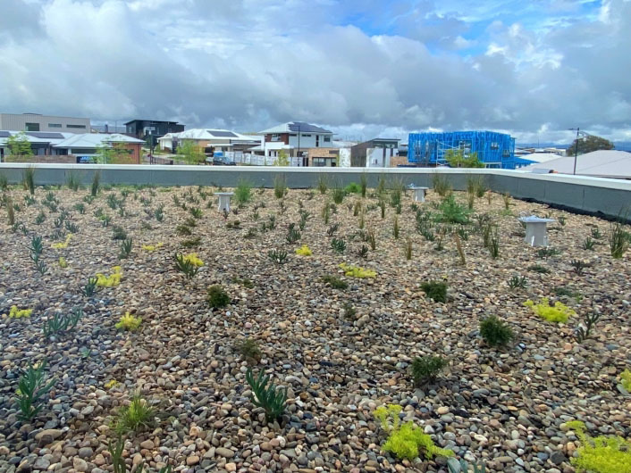 Green roof Whitlam