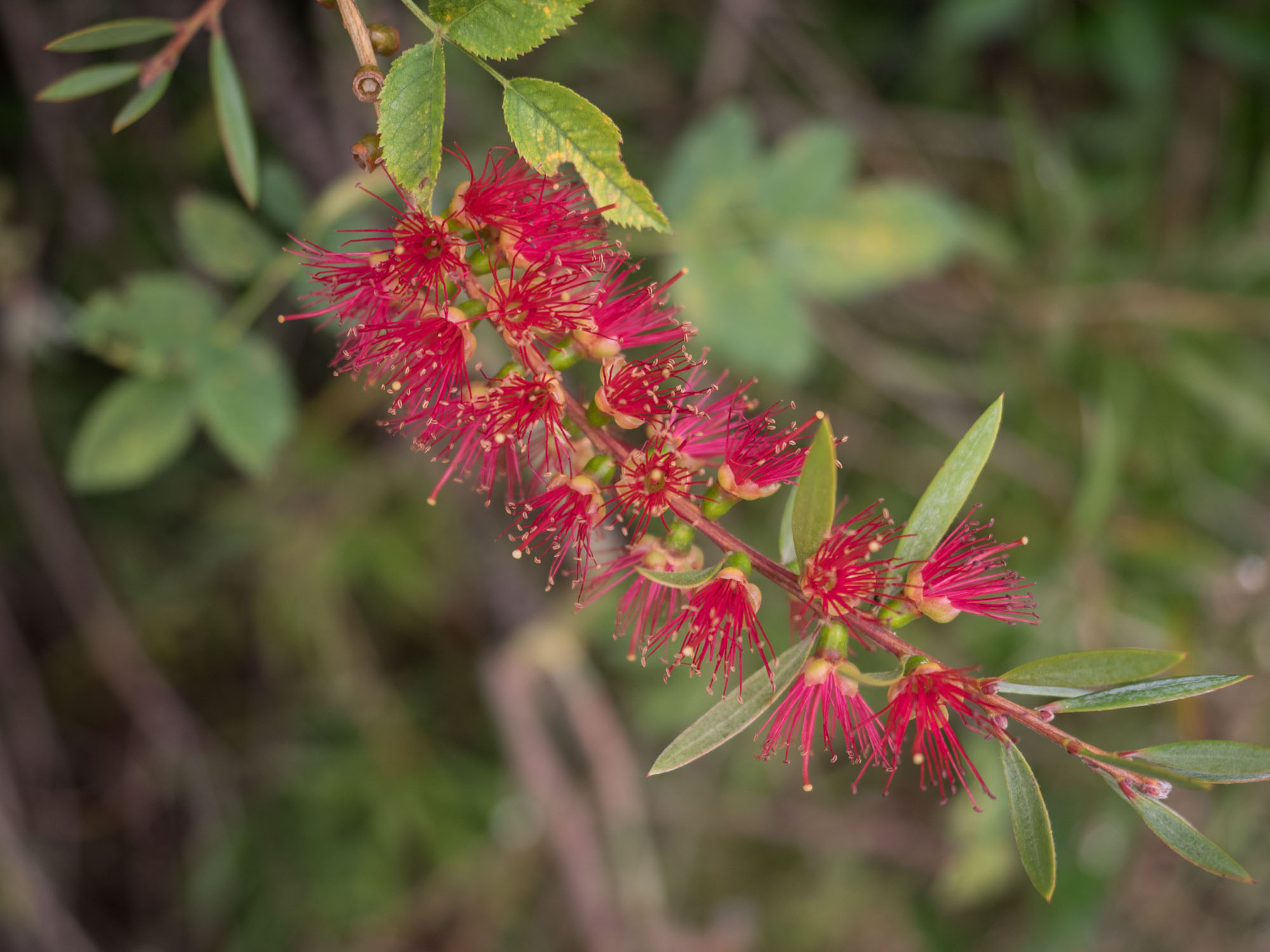 Bottlebrush tree