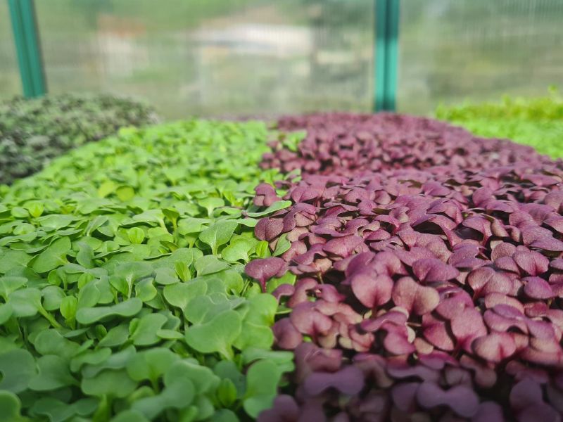 An array of green and purple flowers