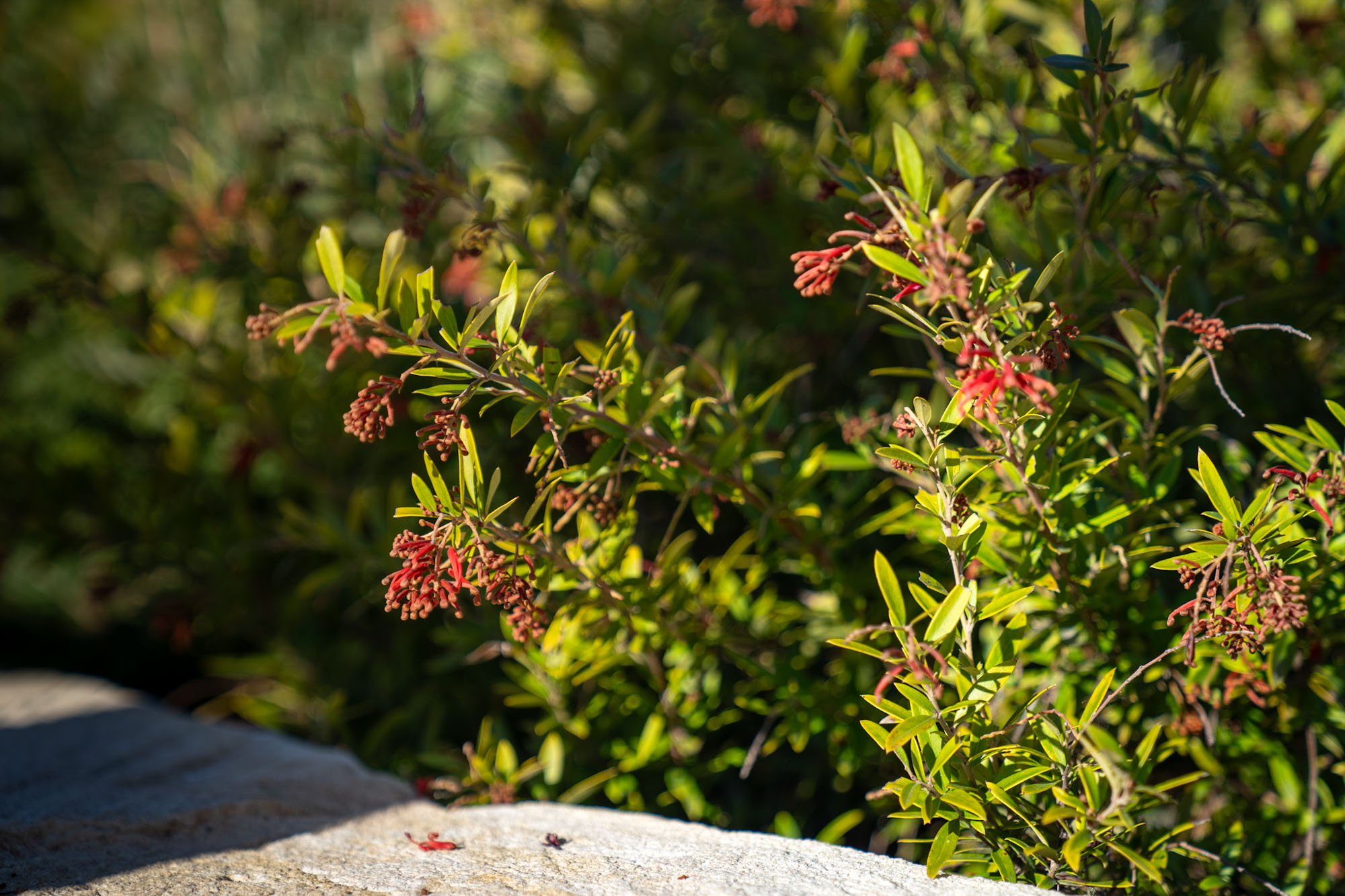 Flowers at Whitlam display village