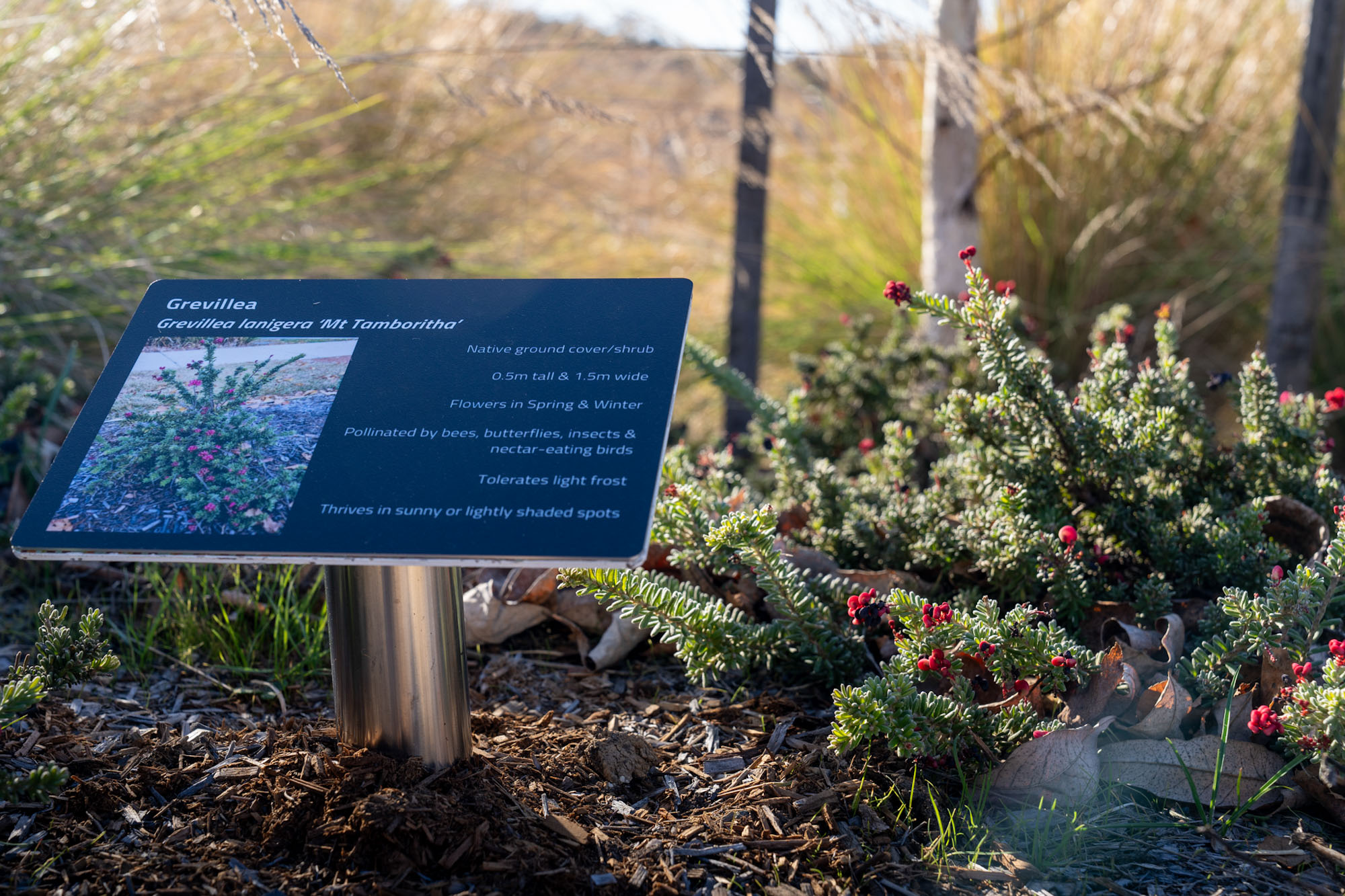 Grevillea plants