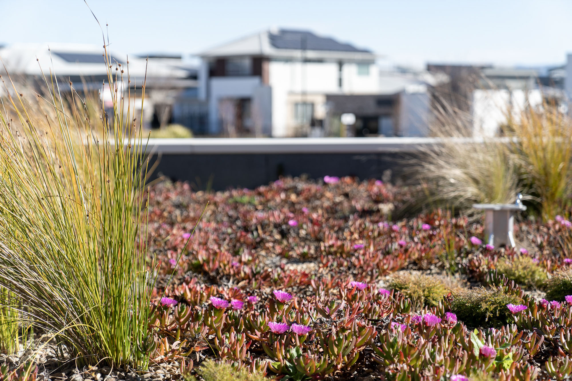 Plants growing on a roof